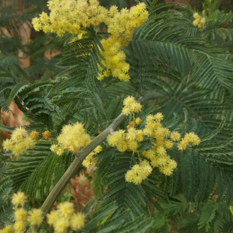 Plant image Acacia dealbata 'Gaulois Astier'