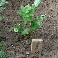 plant image 23156