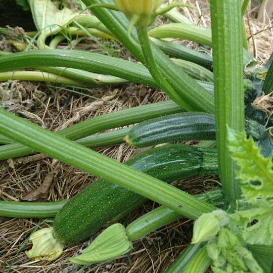 Plant image Cucurbita Pepo var. Cylindrica 'Black Beauty'
