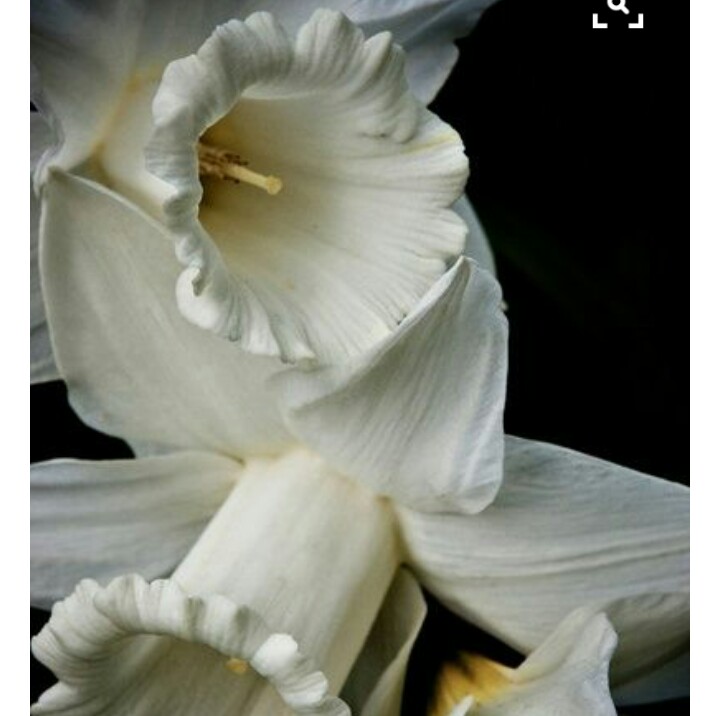Plant image Narcissus 'Mount Hood'