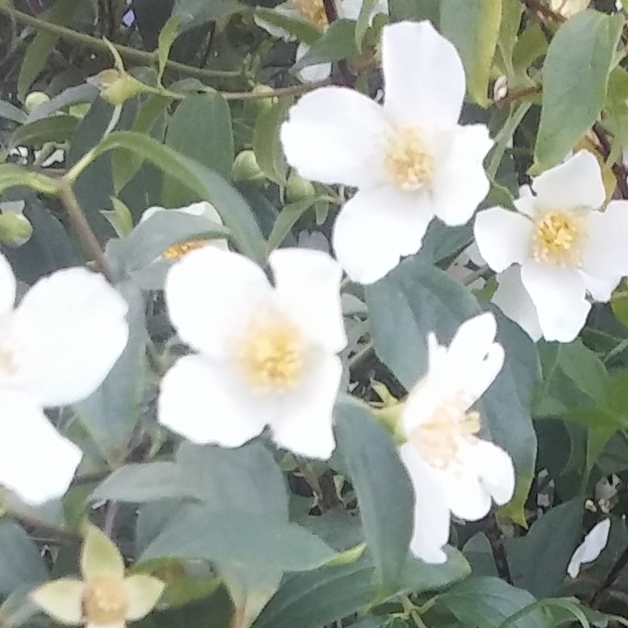 Plant image Philadelphus lewisii