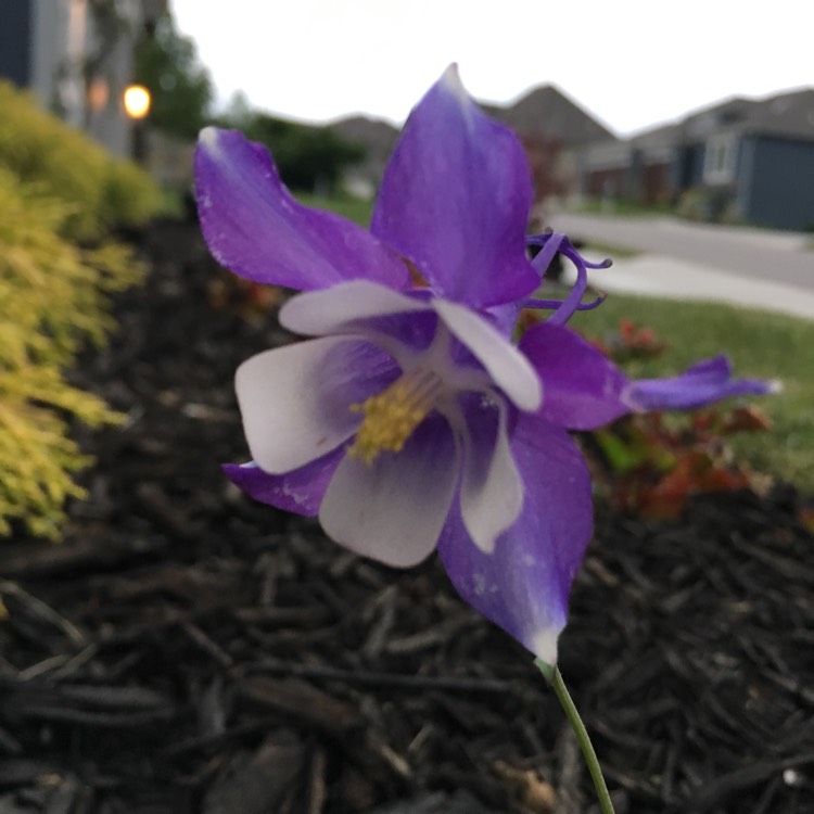 Plant image Aquilegia 'Blue Star'