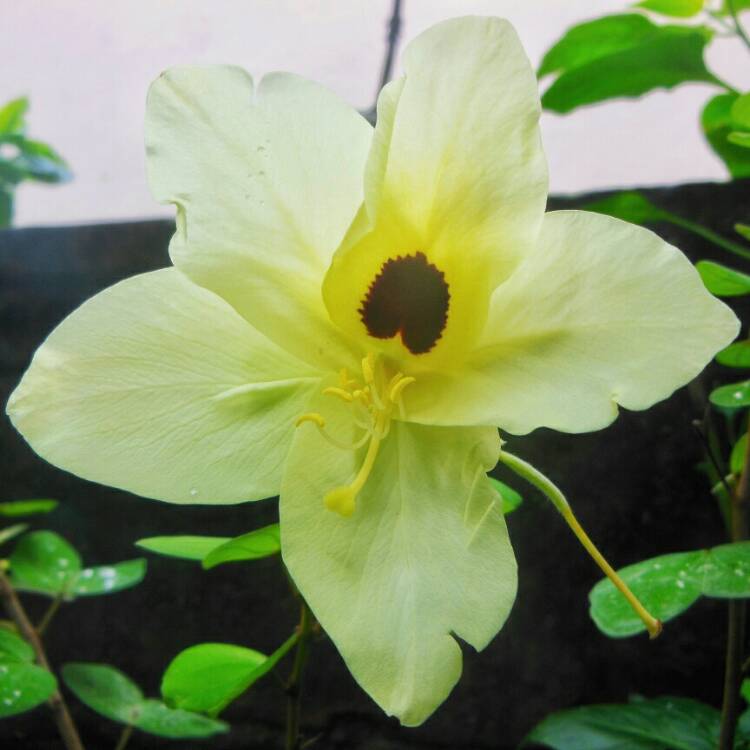 plant image 933568