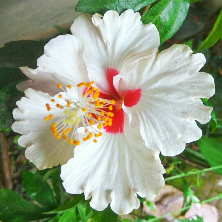 plant image 933571