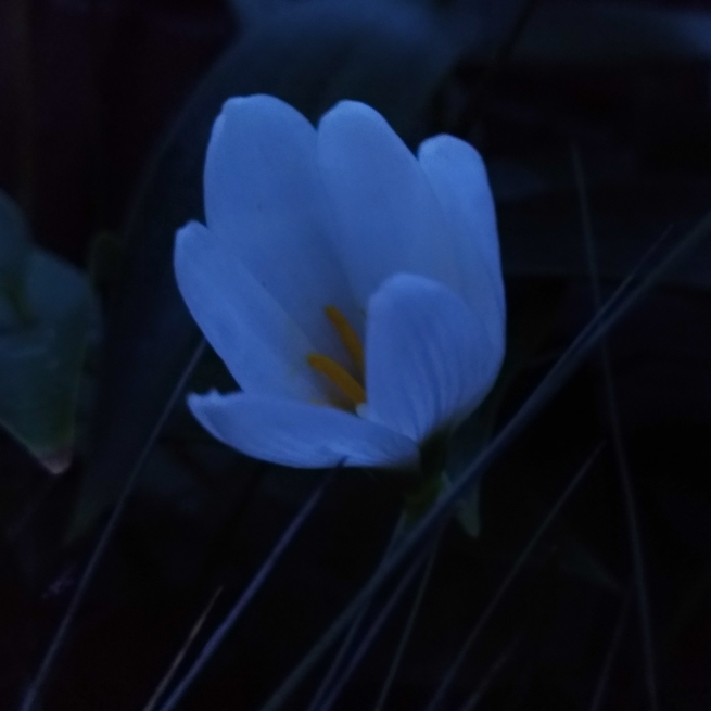 Plant image Zephyranthes
