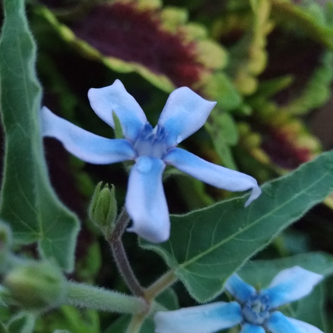Plant image Tweedia caerulea syn. Oxypetalum coeruleum
