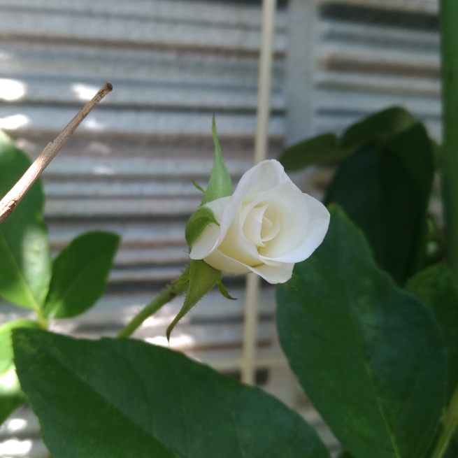 Plant image Rosa 'Climbing Iceberg'