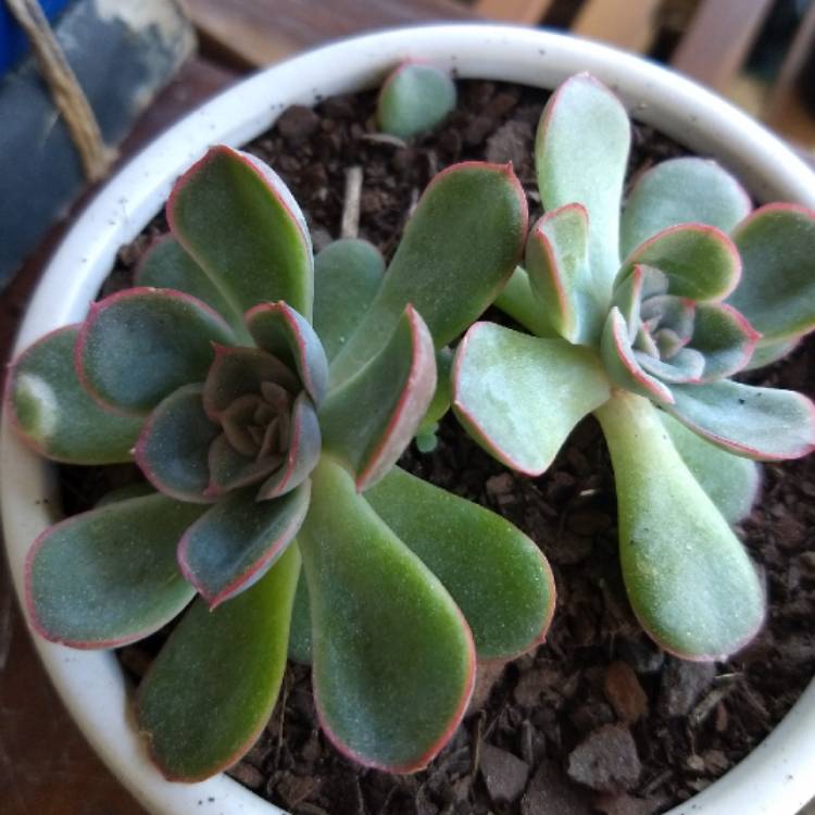 Plant image Echeveria Haru Urara