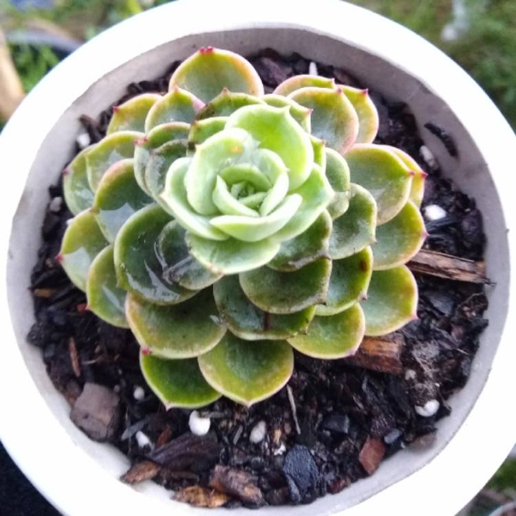 plant image 1372634 plant image 1372634