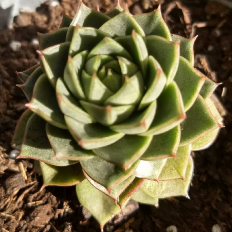 plant image 650057