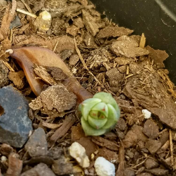 plant image 650081
