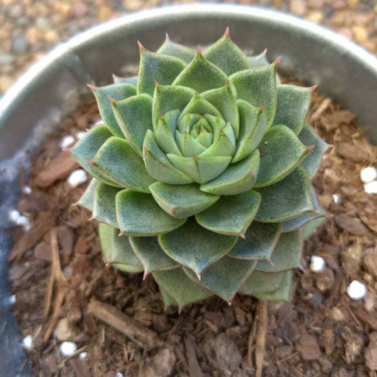 plant image 703448