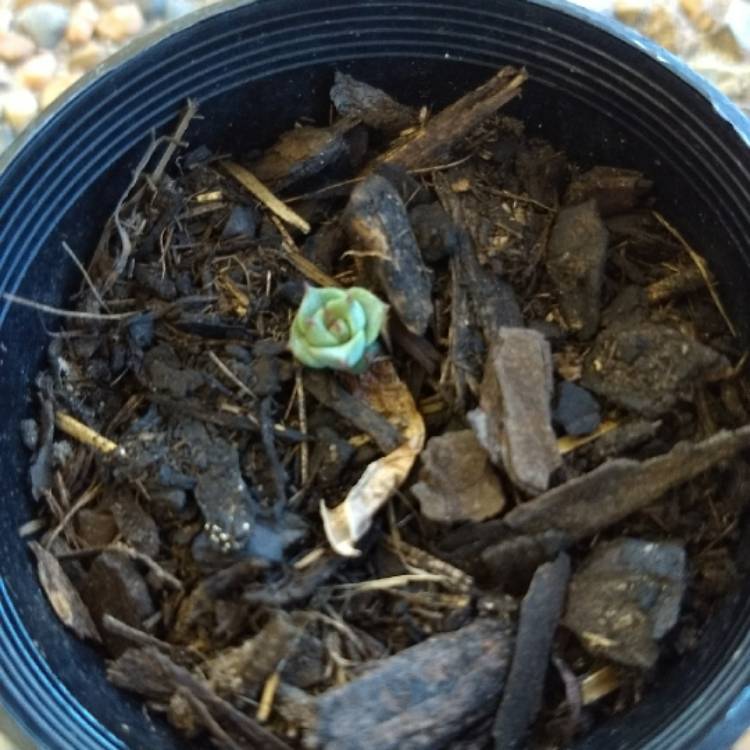 plant image 703476