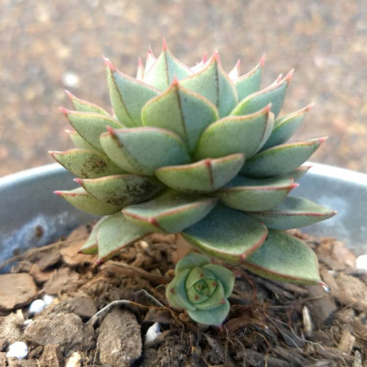 plant image 759450