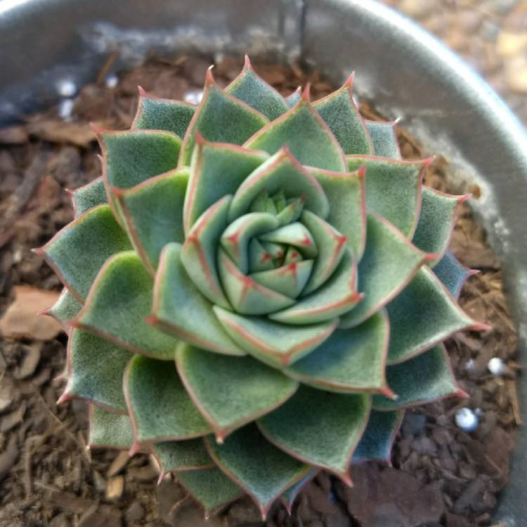 plant image 759452