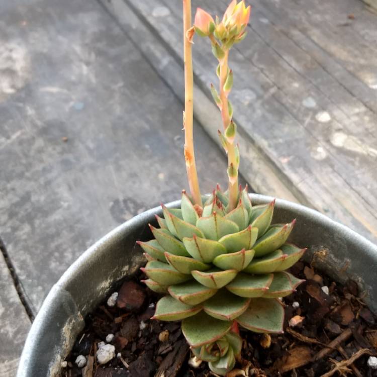plant image 871307