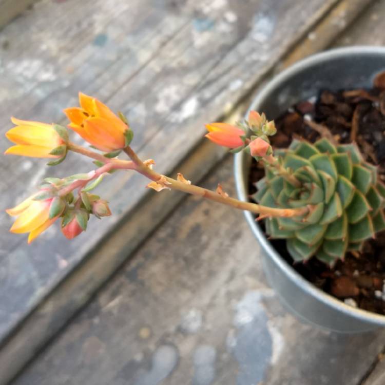 plant image 871309