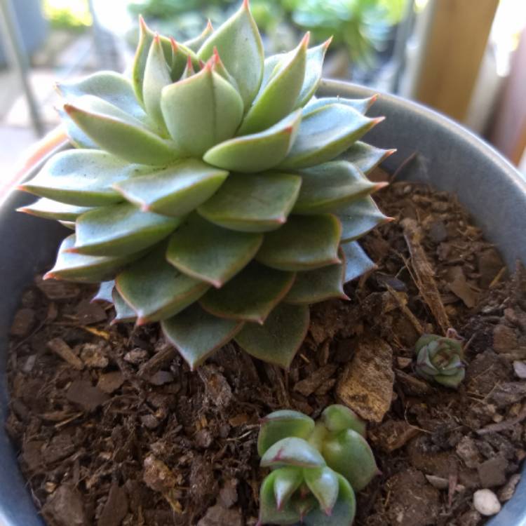 plant image 891844