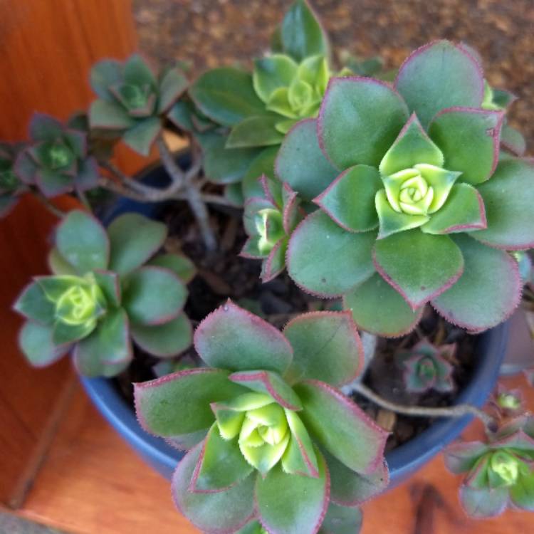 plant image 891849 plant image 891849