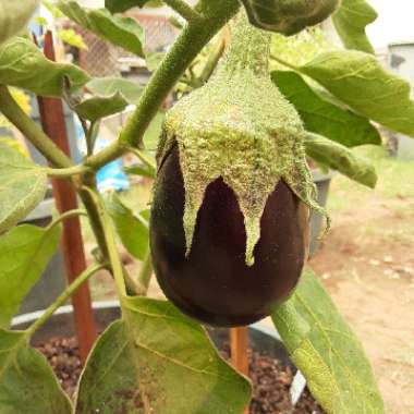 Aubergine 'Black Beauty'