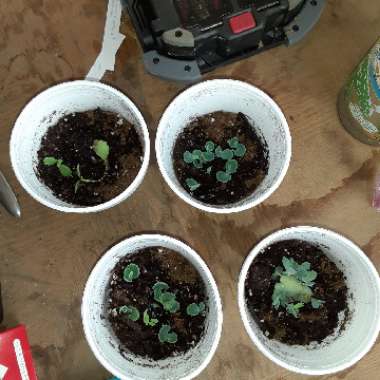 Mother of Thousands
