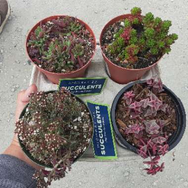 Euphorbia (Succulents)