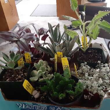 Shannon's garden