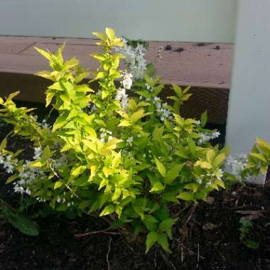 Krisi's garden