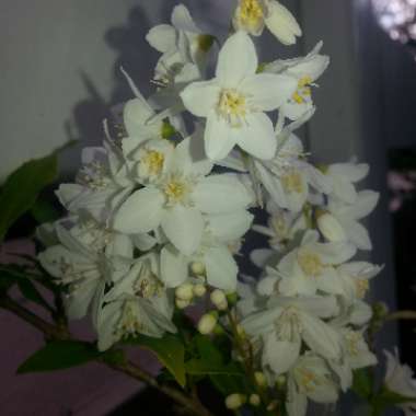 Krisi's garden
