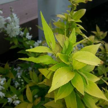Krisi's garden