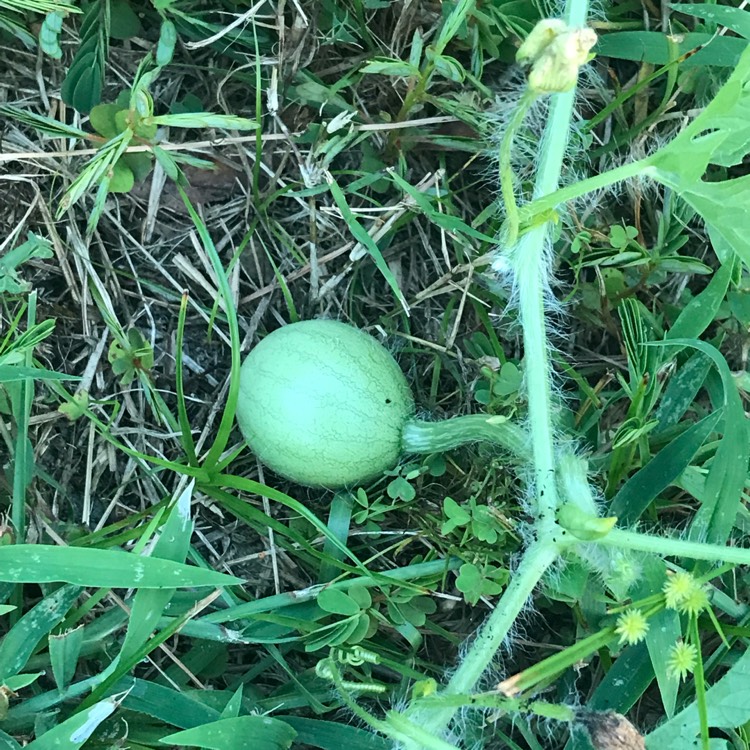 Plant image Citrullus Lanatus 'Sugar Baby'