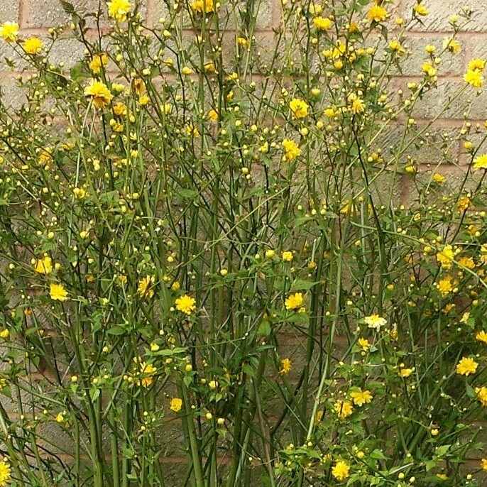 Plant image Kerria japonica 'Picta' syn. Kerria japonica 'Variegata'