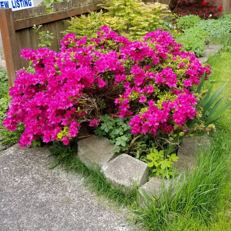 Plant image Rhododendron indica 'Anna Kehr'