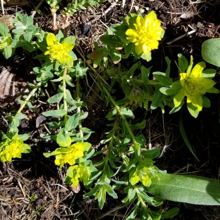 Plant image Euphorbia amygdaloides