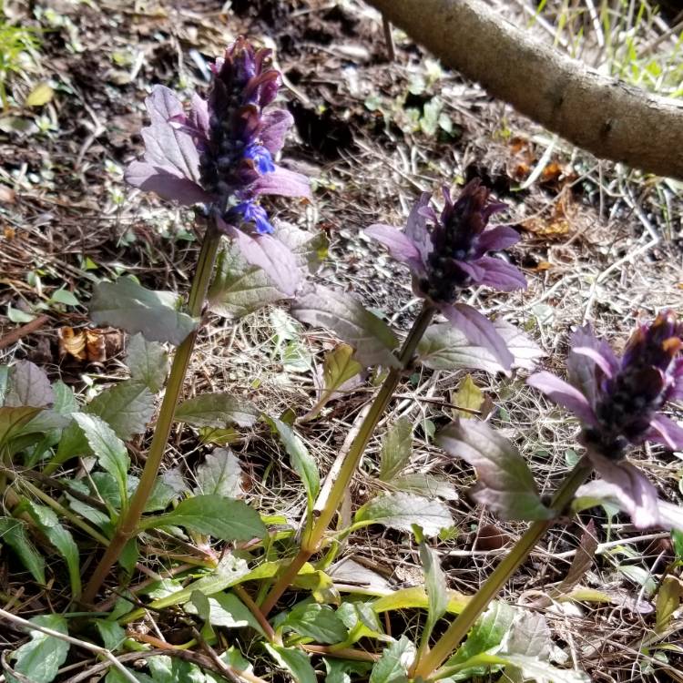 plant image 1259722