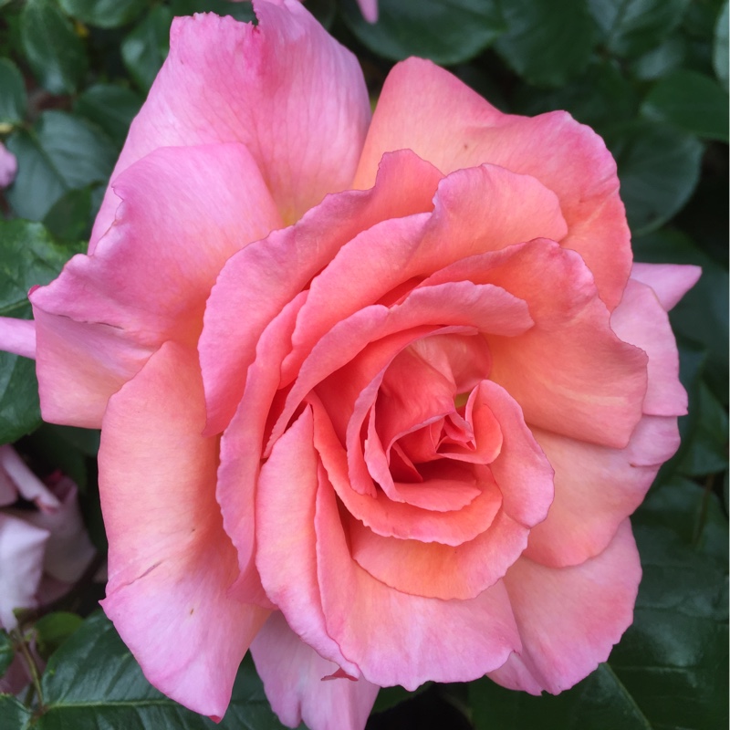 Plant image Rosa 'Warm Wishes'