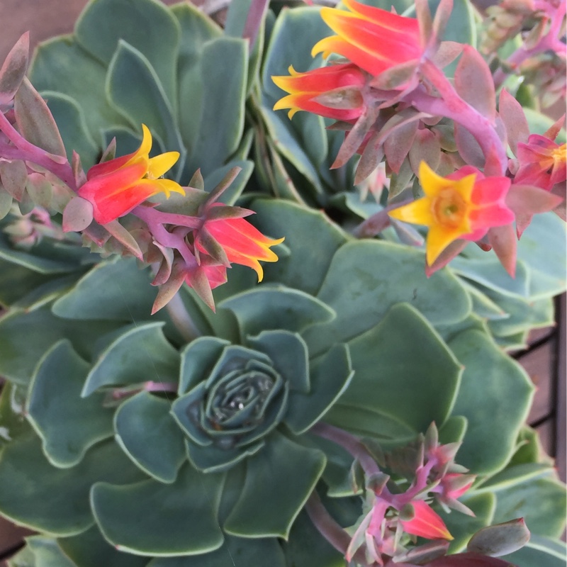plant image 119463