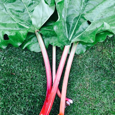 Rhubarb