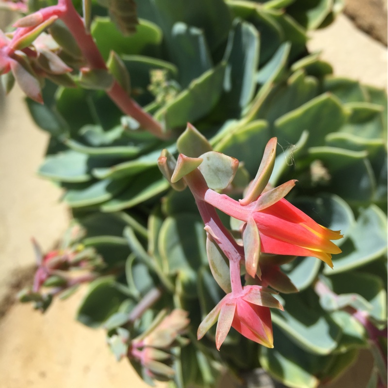 Plant image Echeveria Ramillete