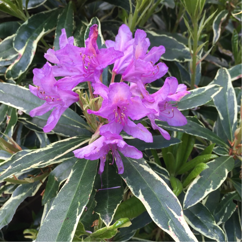 Plant image Rhododendron 'Silver Edge'
