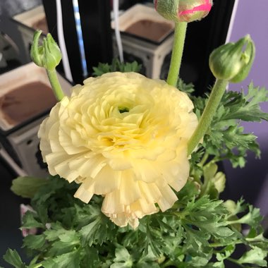 Ranunculus asiaticus