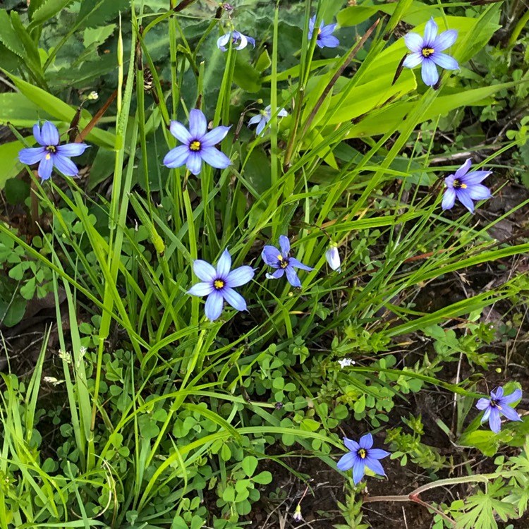 Plant image Sisyrinchium montanum