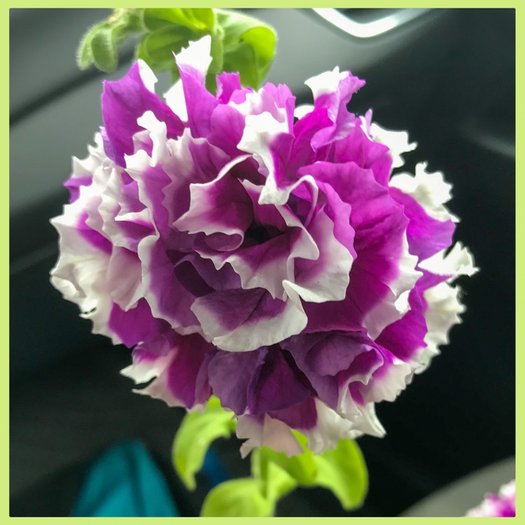 Plant image Petunia 'Pirouette Mix' (Mix)