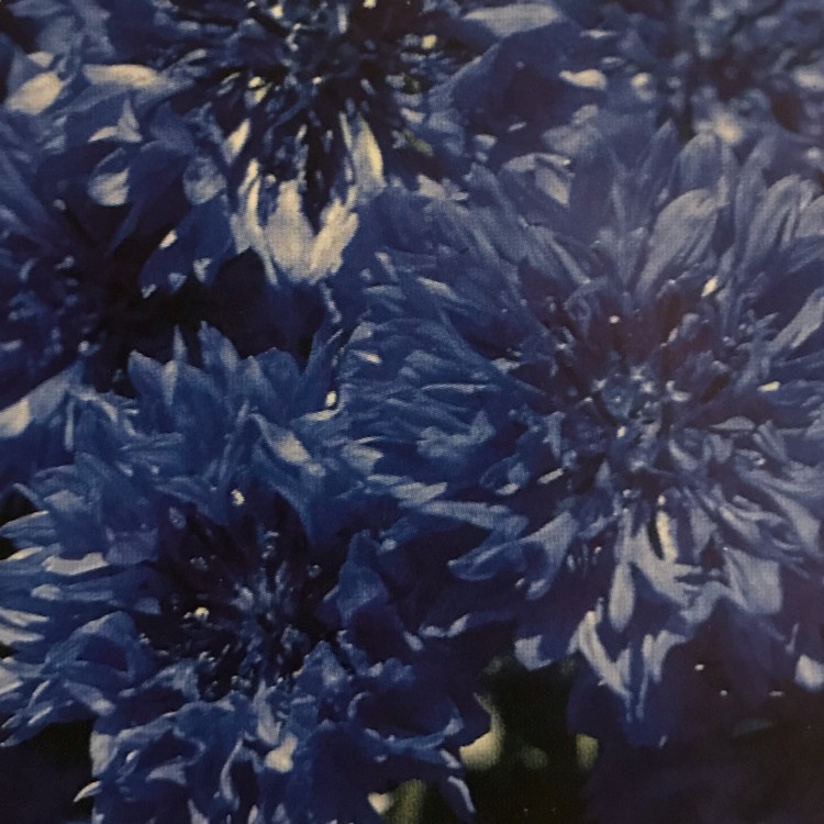 Plant image Centaurea cyanus 'Blue Boy'