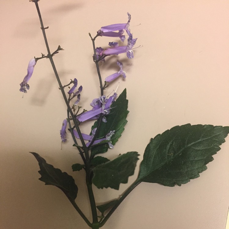 Plant image Plectranthus 'Mona Lavender'