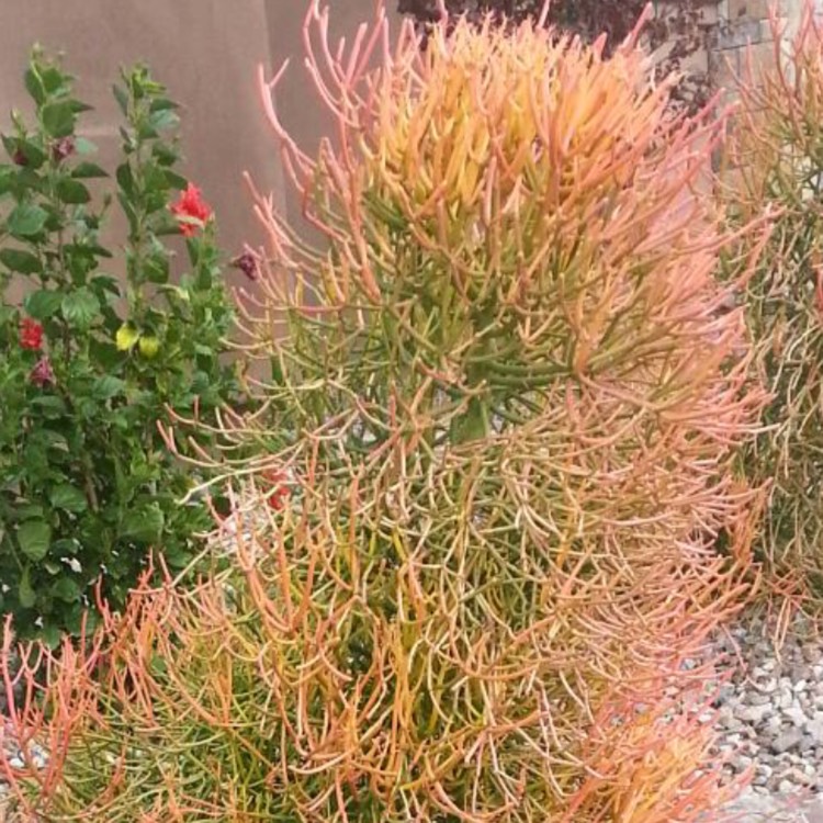 Plant image Euphorbia tirucalli 'Rosea'