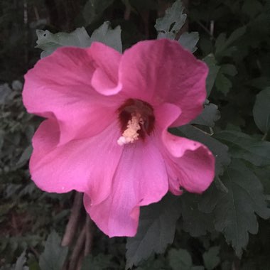 Michelle's garden