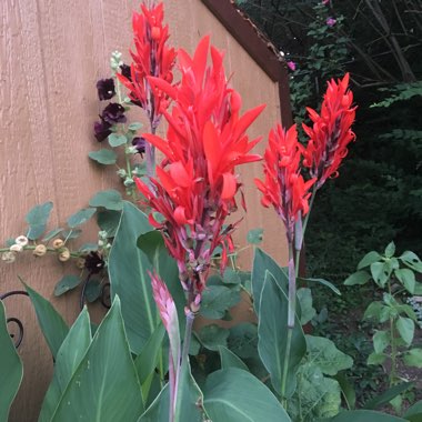 Michelle's garden