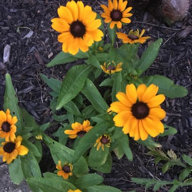 Michelle's garden