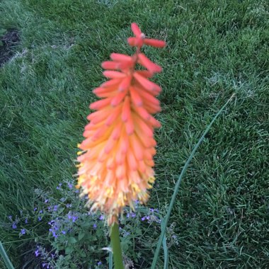Michelle's garden
